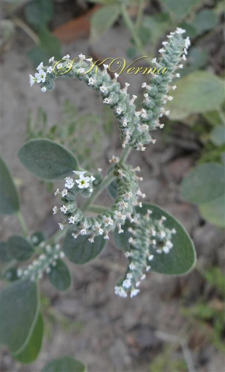   Inflorescence-Scorpoid cyme